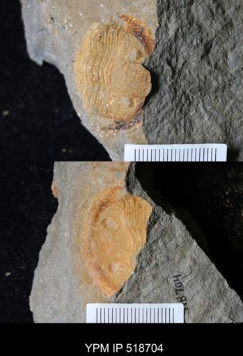 undet. Asaphidae