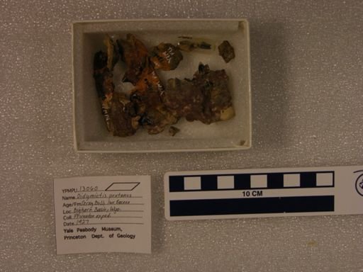 Didymictis protenus leptomylus