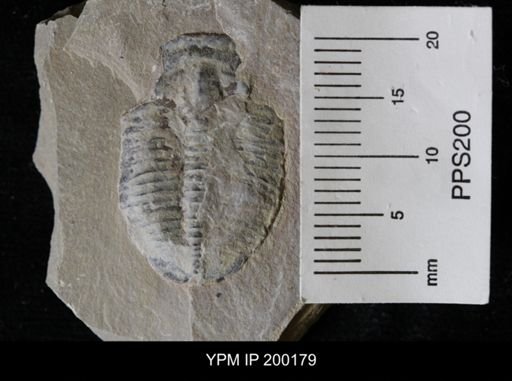 Elrathia kingi