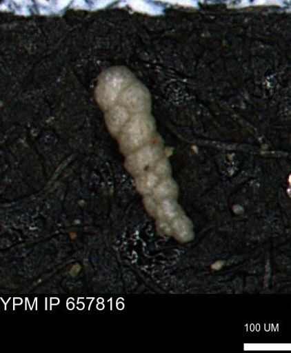 Verneuilinoides kansasensis