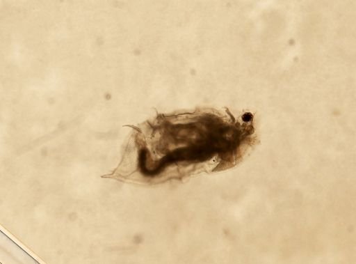 Daphnia pulex