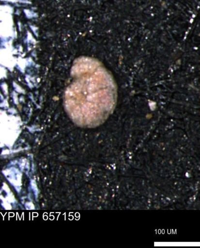 Haplophragmoides gigas