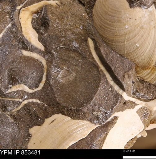 Limopsis striatopunctatus
