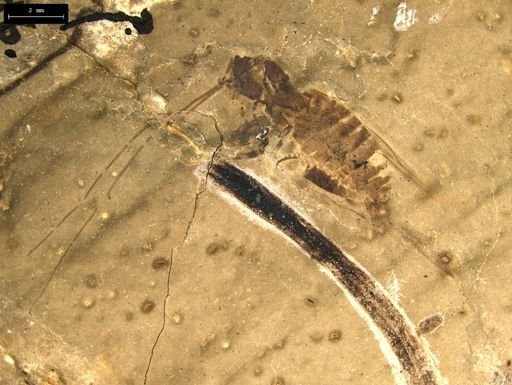 undet. Insecta