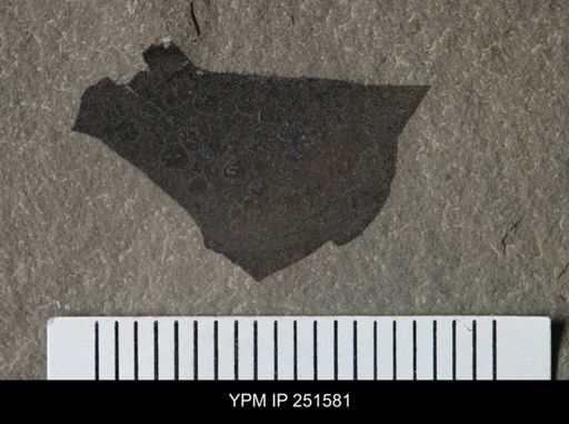 Buffalopterus sp.