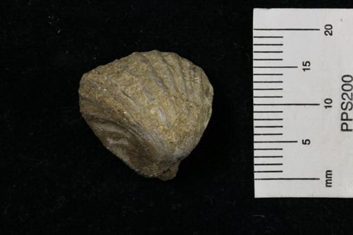 Meekella striatocostata