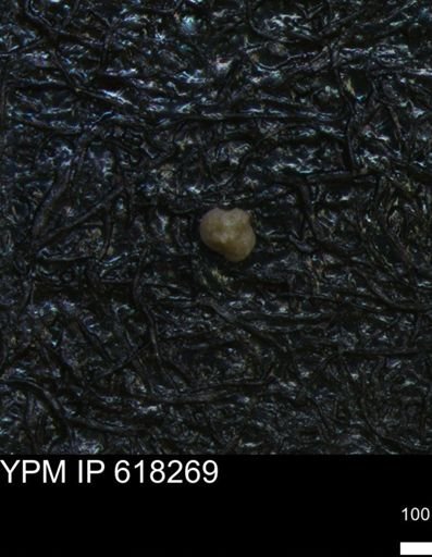 undet. Foraminiferida