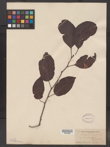 Plantae