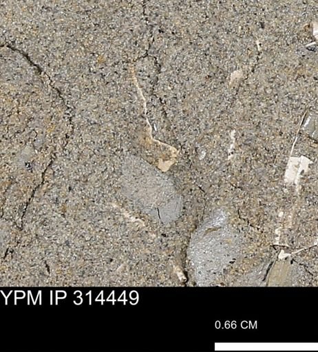 undet. Mollusca