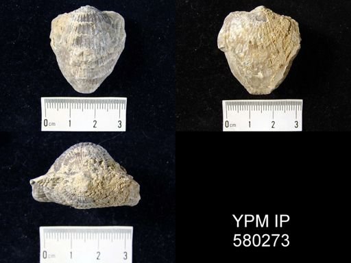 Atryparia?