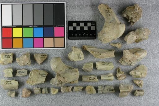 Hyracodon sp.