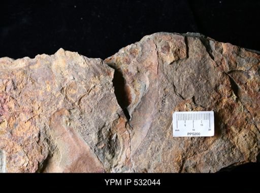 undet. Asaphacea