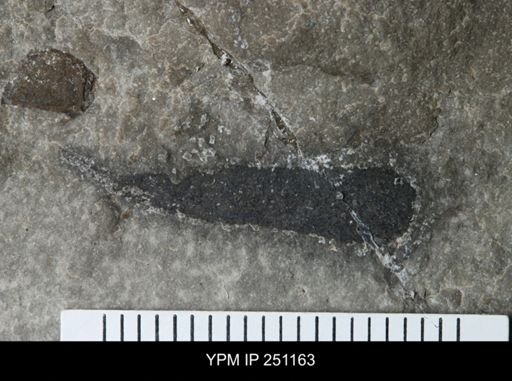 Cooksonia sp.