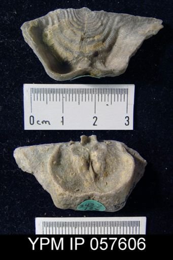 Leptaena rhomboidalis