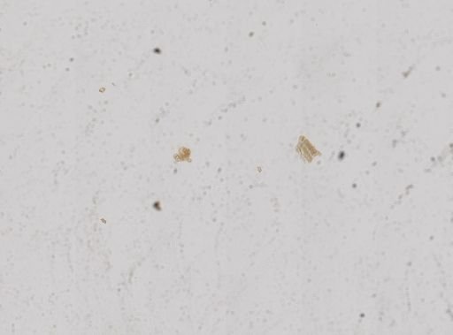 Fluminicola nuttallianus