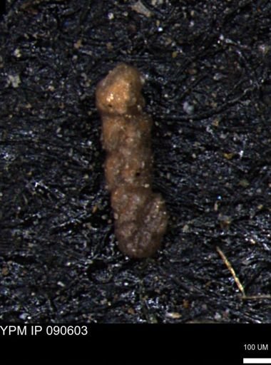 Ammobaculites euides