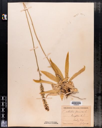 Aletris farinosa