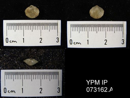 Atrypella decaturensis