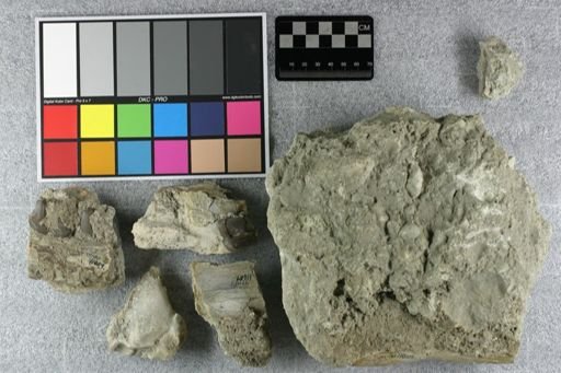 Subhyracodon sp.