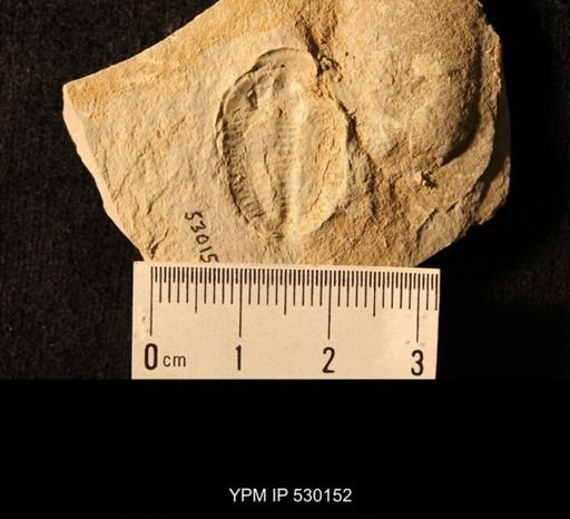 Elrathia kingi