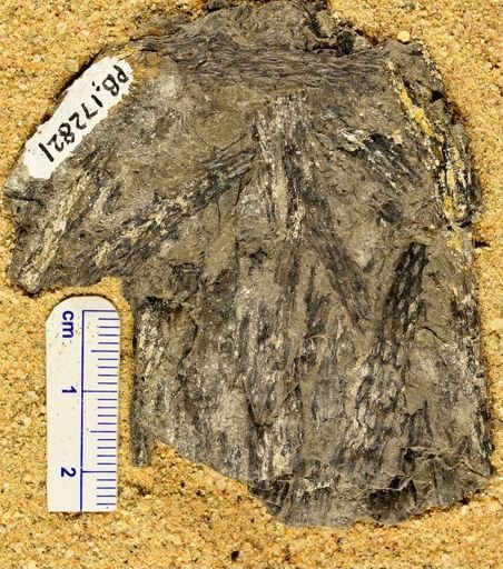 Leclercqia complexa