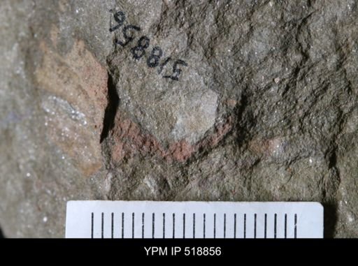 undet. Ichnofossil