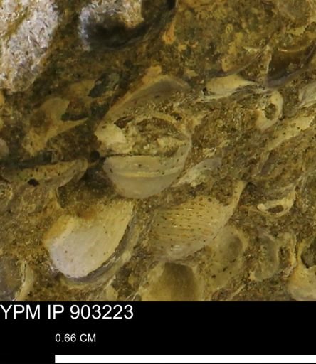 Corbulamella?