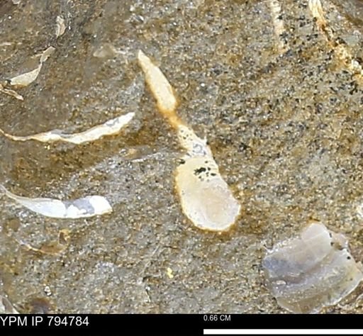 undet. Bivalvia