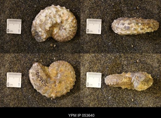 Discoscaphites gulosus