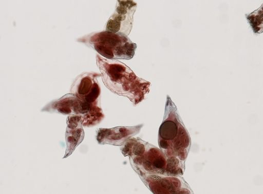 Epiphanes senta