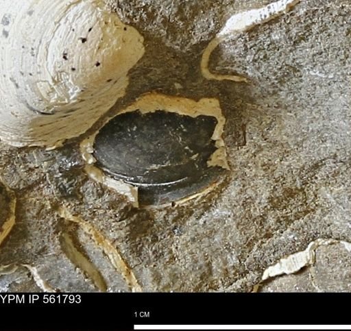 Limopsis sp.