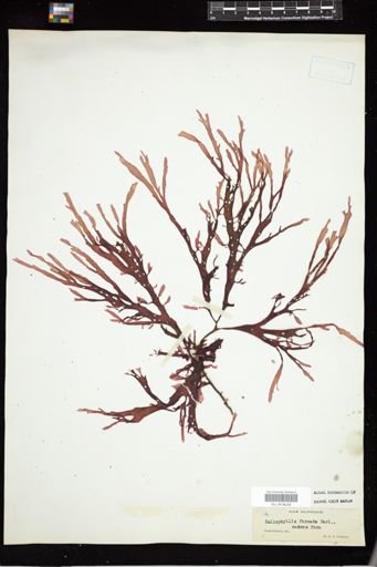 Callophyllis obtusifolia