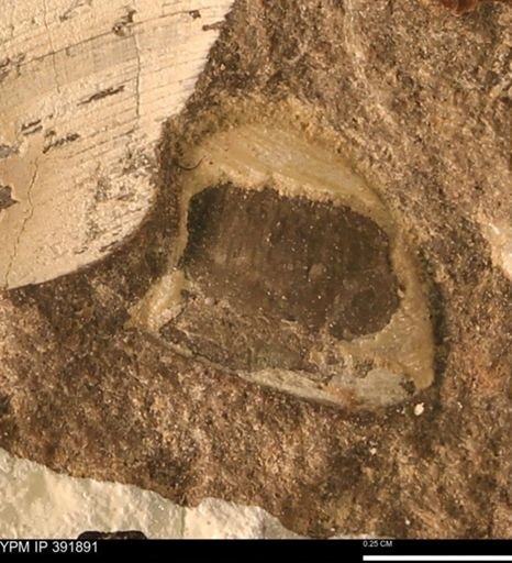 Protocardia sp.