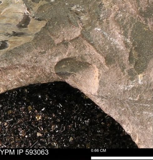 undet. Bivalvia