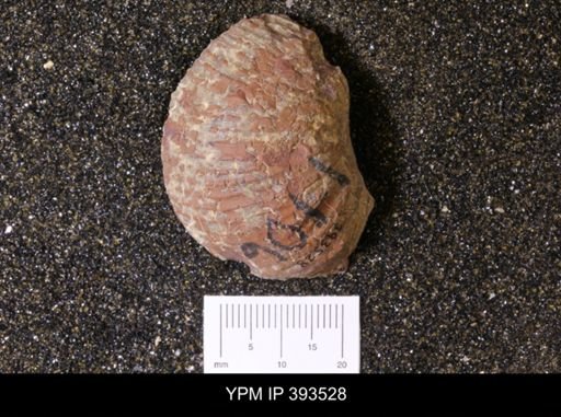 Scaphites sp.