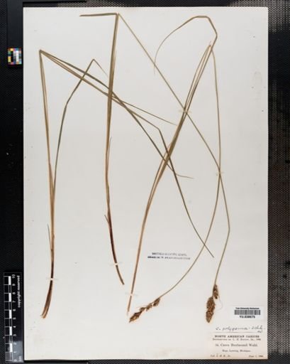 Carex buxbaumii