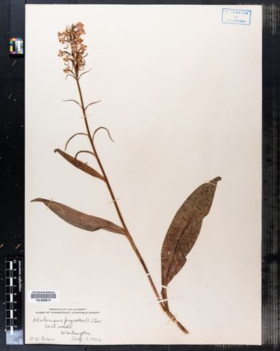 Habenaria psycodes