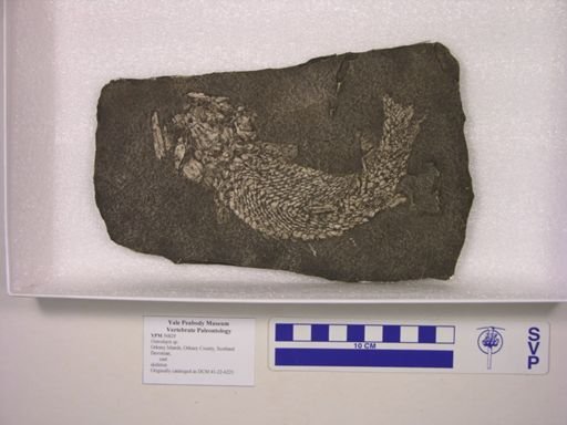 Osteolepis sp.