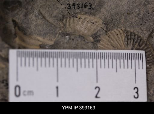 undet. Scaphitidae