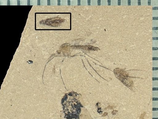 Carabidae?