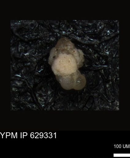 undet. Foraminiferida