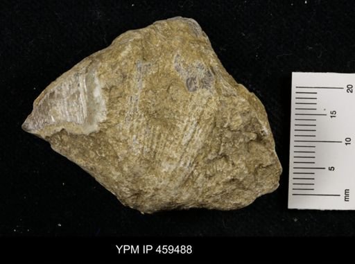 Neospirifer kansasensis