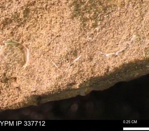 undet. Mollusca