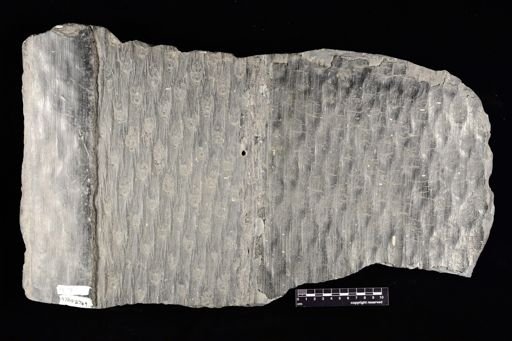 Lepidodendron
