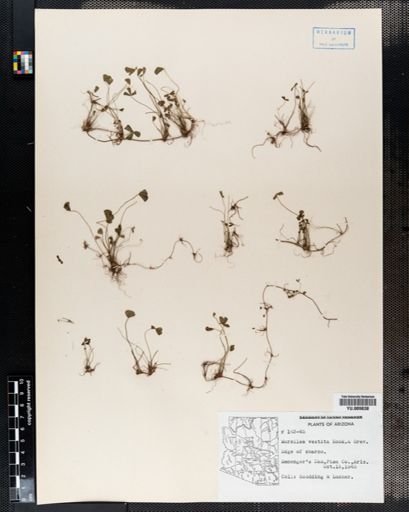 Marsilea
