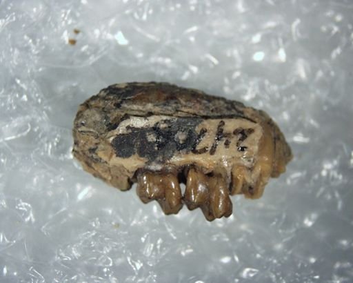 Tetonius?