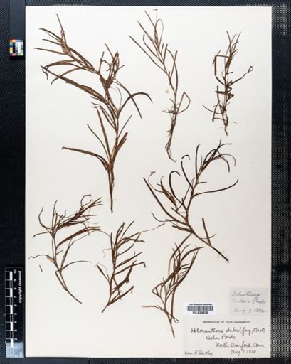 Heteranthera dubia