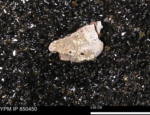 Limopsis striatopunctatus