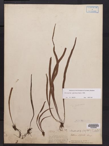 Vittaria