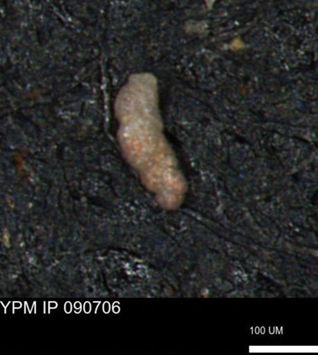 Bimonilina variana
